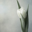 Photo: Wish-me-well Wish-me-well