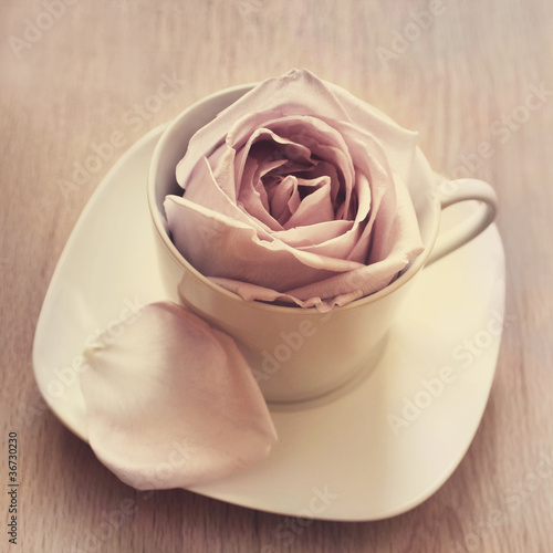 Photo: Warm-Cup-of-Rose Warm-Cup-of-Rose