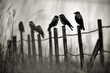 Photo: Crows Crows