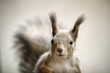 Squirrel-VIII