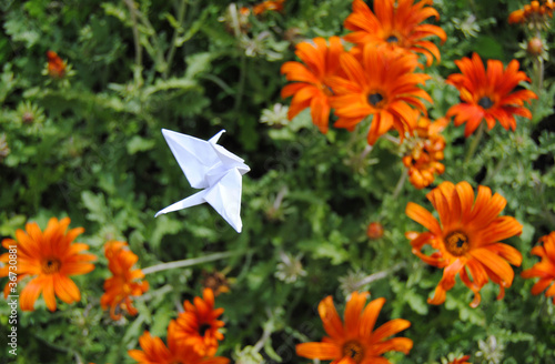 Photo: Flying Flying