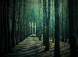 The-Only-Path