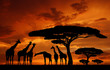 herd of giraffes in the setting sun