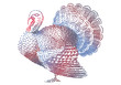 colorful turkey, vector