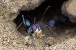 Ants