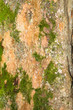 Texture de Bois Moussu