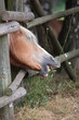 Haflinger