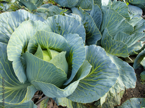 Photo: Cabbage field Cabbage field
