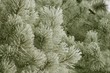 Snowbranch