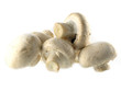 fresh champignon