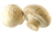 fresh champignon