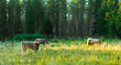 Highland Cattle in Finland Highland Cattle in Finland