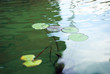 green lily lpads floating on water