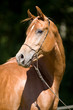 Photographie : Araber