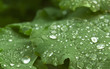 wet green leaf detail