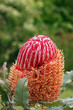 Protea Banksia Flower