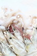 Fresh raw seafood ready to be cooked