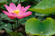 Close-up pink lotus Close-up pink lotus