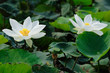Twin white lotus floral Twin white lotus floral
