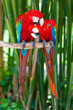 Nice parrots - Scarlet Macaw