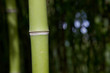 Bamboo Bamboo