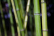 Bamboo Bamboo
