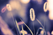 Green setaria Green setaria