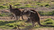 Two kangaroos with joeys