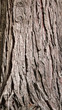 Tree bark texture