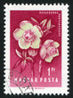 Hellebore Hellebore