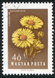 Hungarian Thistles Hungarian Thistles