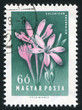 Crocuses Crocuses