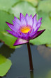 Details of purple water lily Details of purple water lily