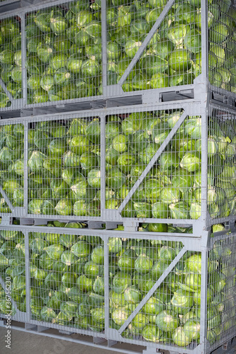 Foto: Crop of cabbage stored in a warehouse Crop of cabbage stored in a warehouse