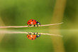 coccinelle téméraire funambule
