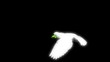 morphing decorative pigeon with alfa channel morphing decorative pigeon with alfa channel