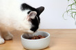 Hungrige Katze