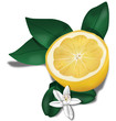 Limone biologico