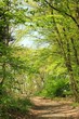 Waldweg im Frühling