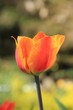 Foto: Tulpe Tulpe