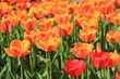 Foto: Tulpenbeet Tulpenbeet