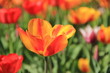 Foto: Tulpenblüte Tulpenblüte