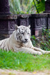 White Royal Bengal Tiger