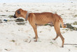 Foto: stray dog stray dog