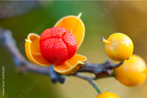 Photo: first dew covered bittersweet berry opens wide first dew covered bittersweet berry opens wide
