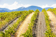 vineyars near Saint-Paul-de-Fenouillet, Languedoc-Roussillon, FR vineyars near Saint-Paul-de-Fenouillet, Languedoc-Roussillon, FR