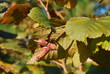 rote Haselnuss
