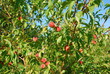 Pfirsichbaum