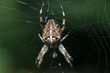 Foto: Gartenkreuzspinne Gartenkreuzspinne