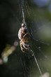 Foto: Gartenkreuzspinne Gartenkreuzspinne